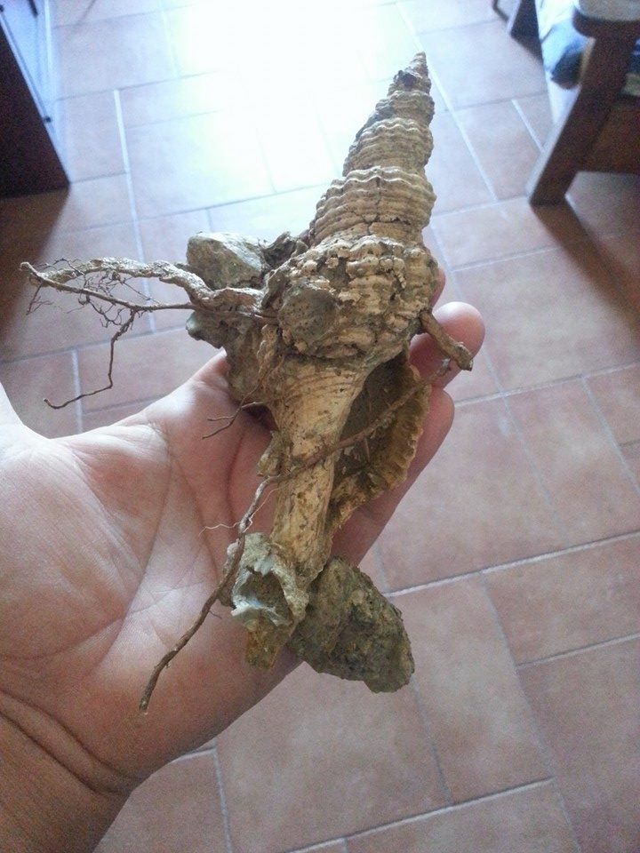 Un pezzo veramente particolare